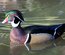 Oeufs canard mandarin et carolin