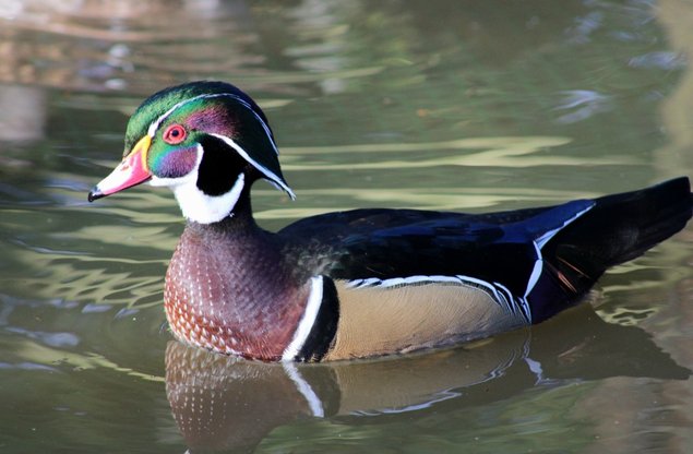 Oeufs de canard mandarin et carolin