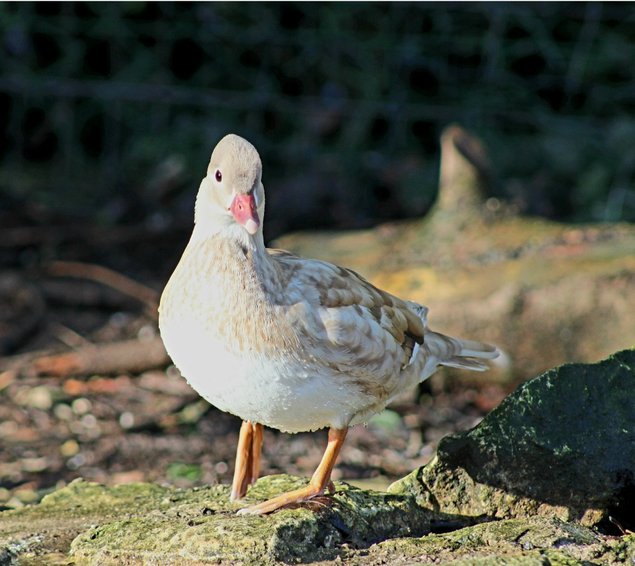 Oeufs canard mandarin et carolin