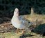 Oeufs canard mandarin et carolin