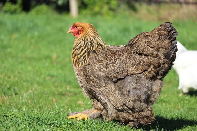 Oeufs fécondés brahmas perdrix maillés dorés