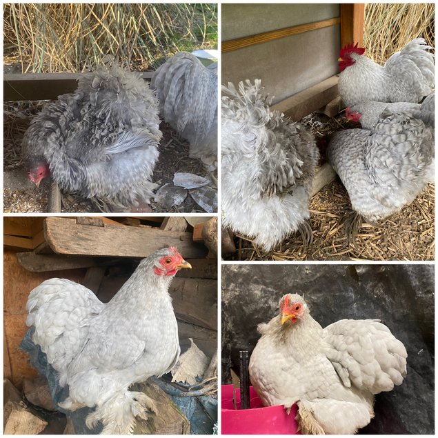 Pékin coucou gris perle lisse et frisée