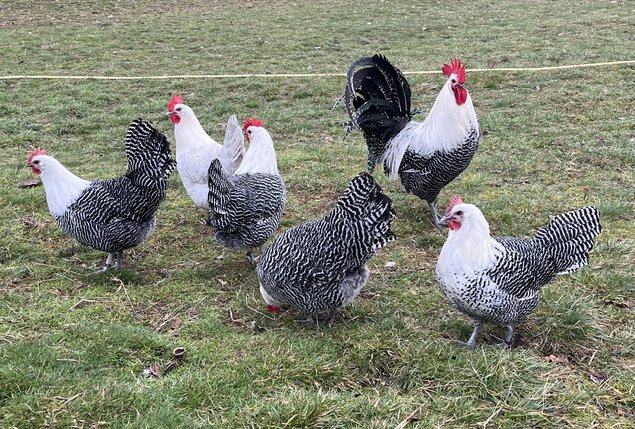 Œufs à couver de Braekel grande race