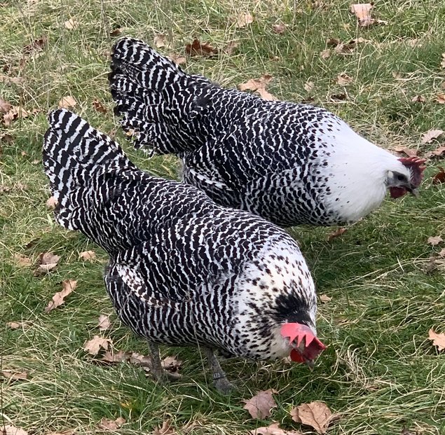 Œufs à couver de Braekel grande race