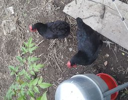 Oeufs à couver de poules Gasconnes