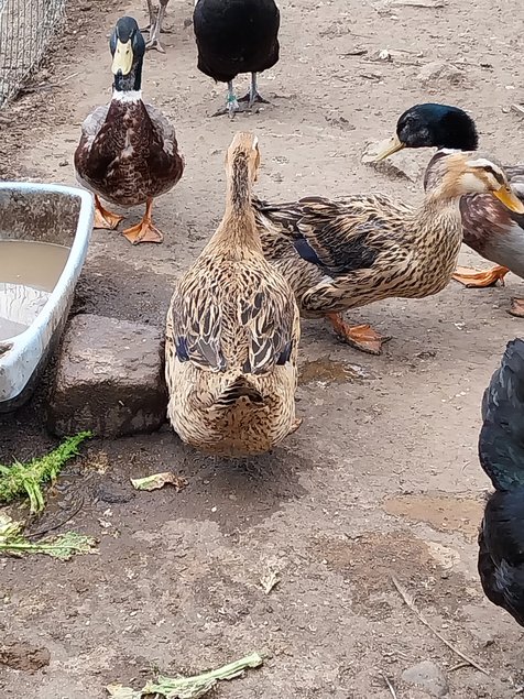 canard de rouen