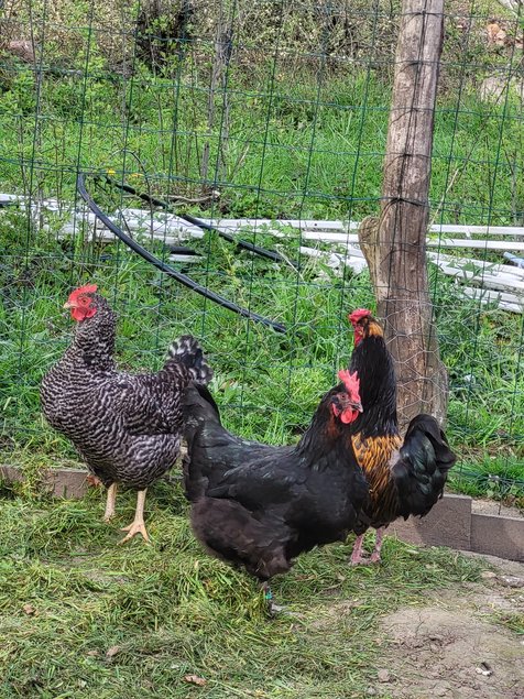 Poule pondeuse en mélange