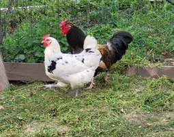 Poule pondeuse en mélange