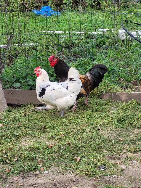 Poule pondeuse en mélange