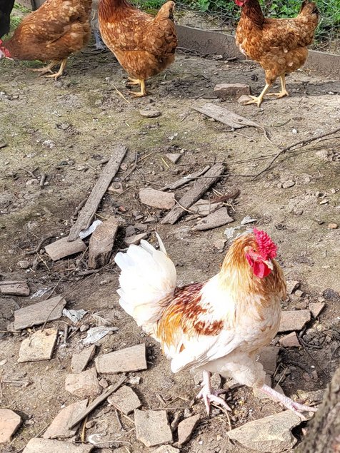 Poule pondeuse en mélange