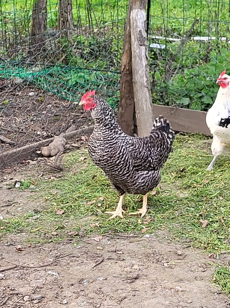 Poule pondeuse en mélange