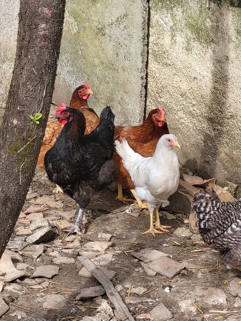 Poule pondeuse en mélange