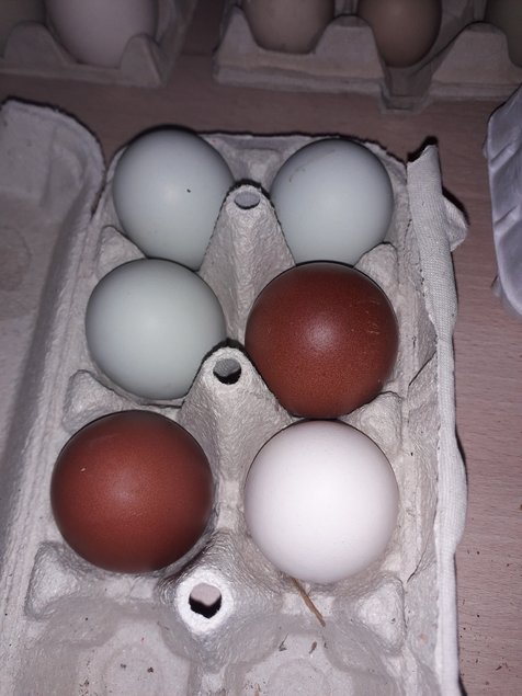 mix oeufs colorés grandes races pures