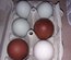 mix oeufs colorés grandes races pures