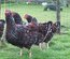 Sussex Tricolore en GR