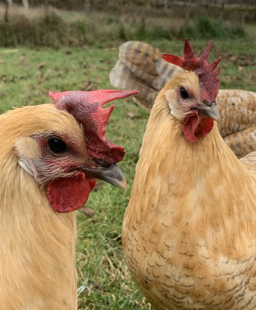 Œufs à couver de Braekel grande race