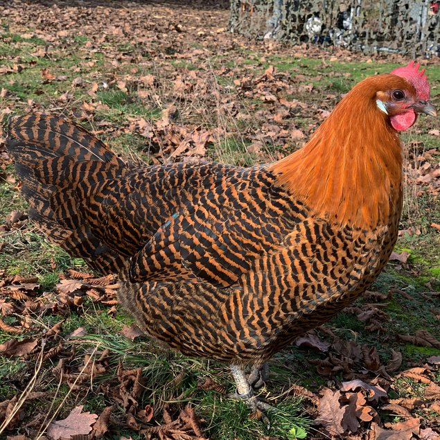 Œufs à couver de Braekel grande race