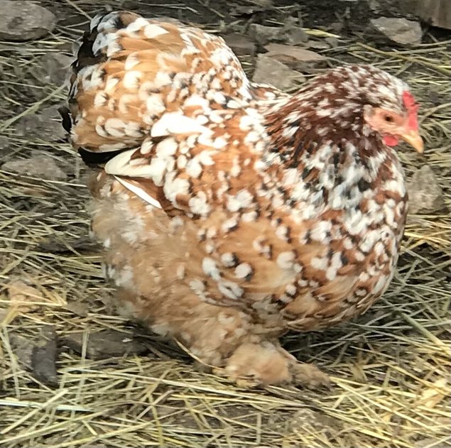 Pekin porcelaine/ milles fleurs