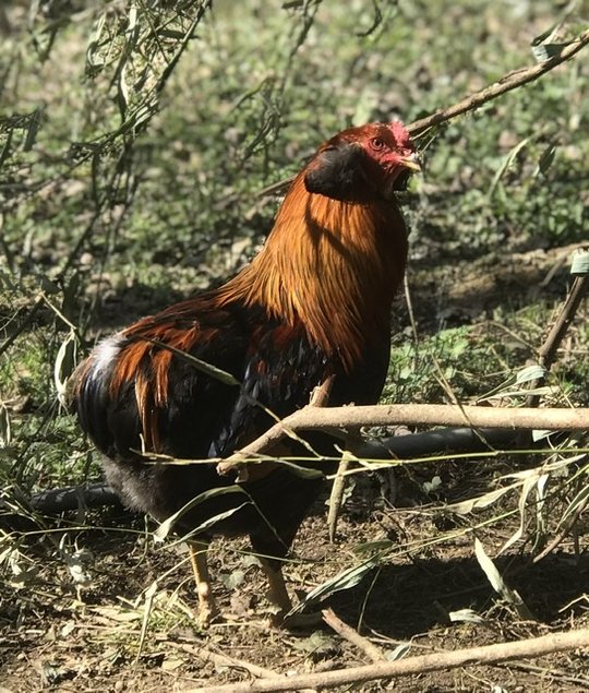 Oeufs fécondés de poules Araucana pure race