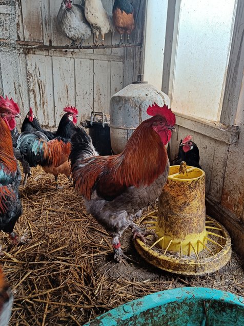 oeufs fécondés de Marans