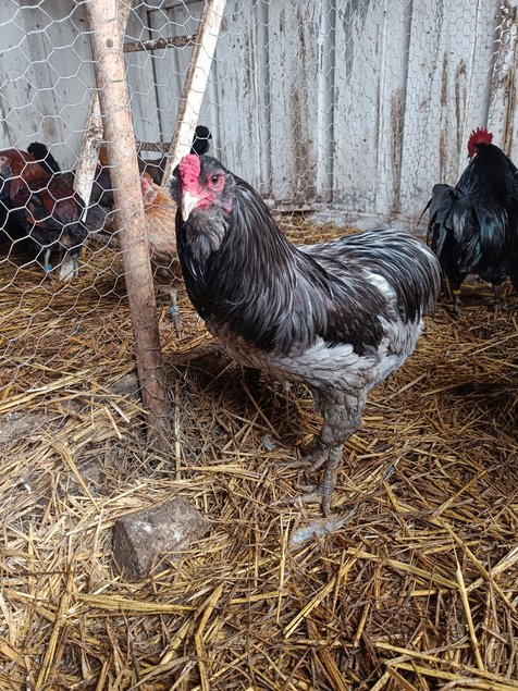 Oeufs fécondés d'araucana