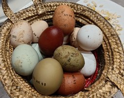 Oeufs fécondés multicolores