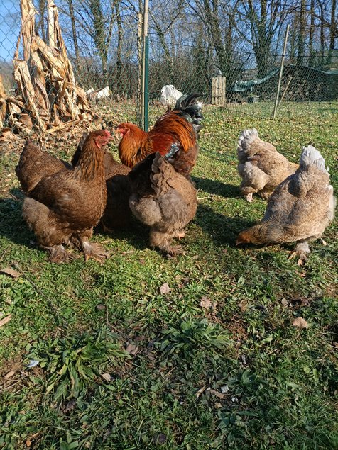 Oeufs parc BRAHMA GRANDE RACE perdrix doré et perdrix doré bleu