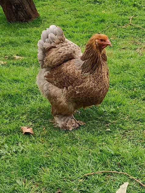 Oeufs parc BRAHMA GRANDE RACE perdrix doré et perdrix doré bleu