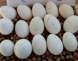Oeufs d'oie fécondés