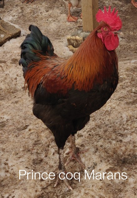 oeufs fécondés de Marans