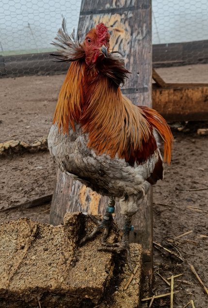 Oeufs fécondés d'araucana