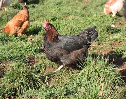 oeufs fécondés de Marans