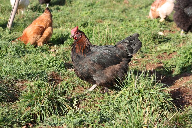 oeufs fécondés de Marans