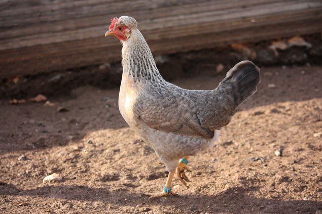 oeufs fécondés de cream legbar