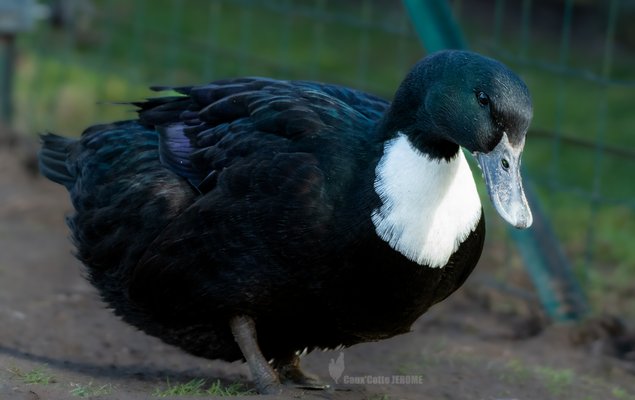 Canard de Duclair