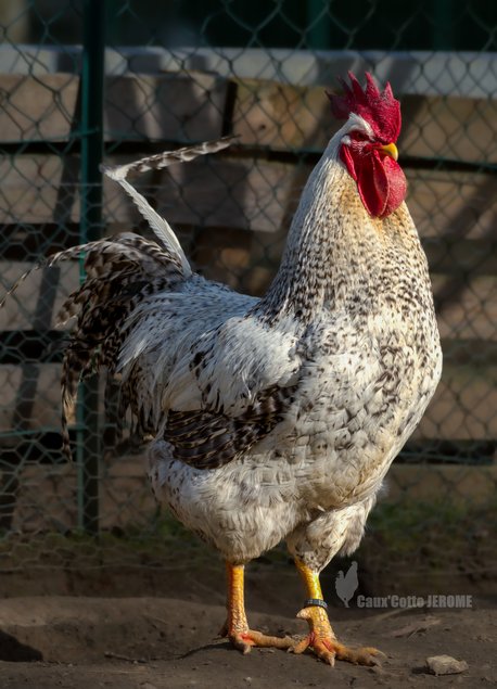 Poule de Bielefeld saumon coucou argenté (Bielefelder)