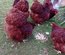 Orpingtons rouges + porcelaines mille-fleurs