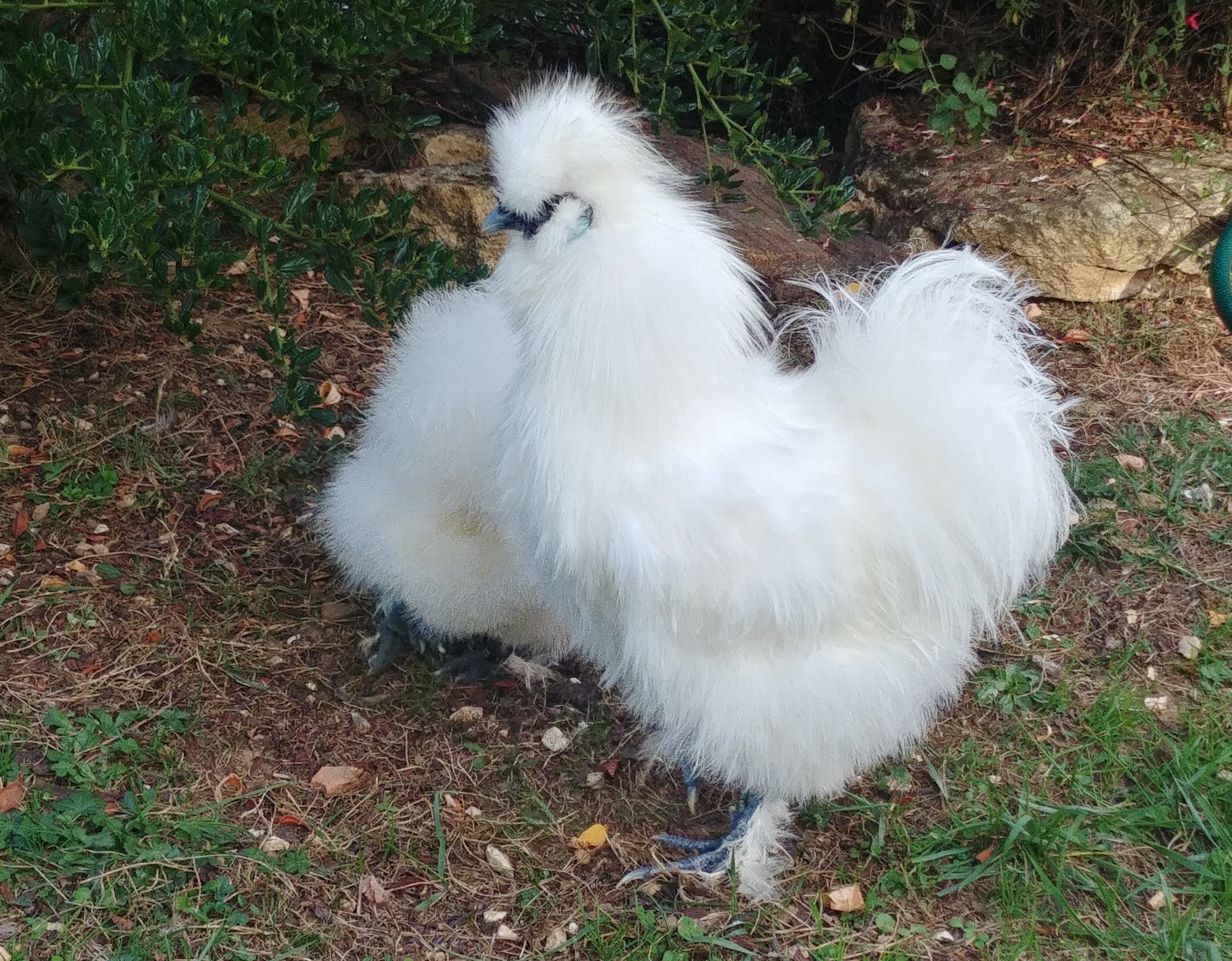 Oeufs fécondés Poule Soie CocoEco