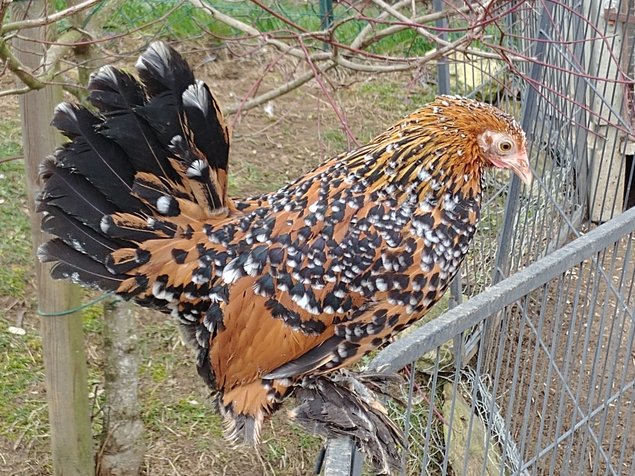 Oeufs fécondés Sabelpoot porcelaine doré