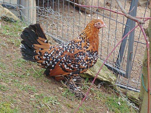 Oeufs fécondés Sabelpoot porcelaine doré