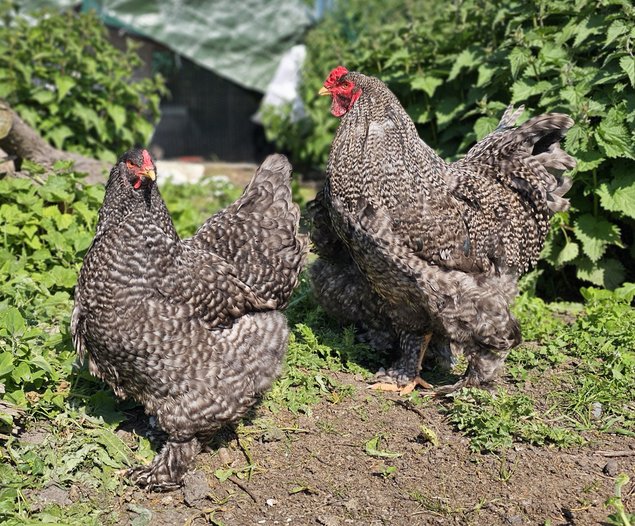 Oeufs à couver de poules Brahma coucou CocoEco — free download