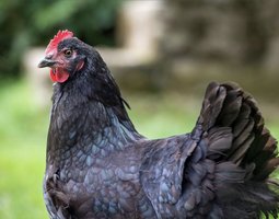 Œufs poules pondeuse noire