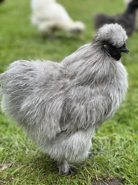 Oeufs à couver poule  soie et showgirl, satin, silkies, frisé