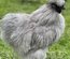 Oeufs à couver poule  soie et showgirl, satin, silkies, frisé
