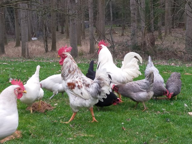 Oeufs colorés en mélange