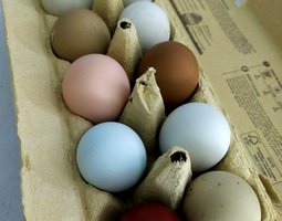 Oeufs colorés en mélange