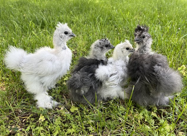 Oeufs à couver de Poule Soie barbue GR