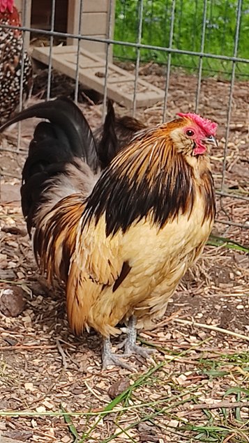 Oeufs fécondés Barbue d'Anvers