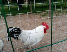 Poule Hergnie