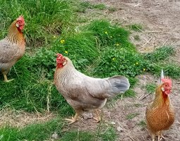 Oeufs de poules fecondés Leghorn Italiennes